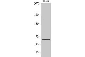 Western Blotting (WB) image for anti-Pyridoxal-Dependent Decarboxylase Domain Containing 1 (PDXDC1) (C-Term) antibody (ABIN3180258) (PDXDC1 抗体  (C-Term))