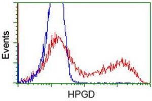 Image no. 3 for anti-Hydroxyprostaglandin Dehydrogenase 15-(NAD) (HPGD) antibody (ABIN1496362) (HPGD 抗体)