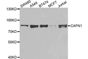 Western blot analysis of extracts of various cell lines, using CAPN1 antibody. (CAPNL1 抗体)