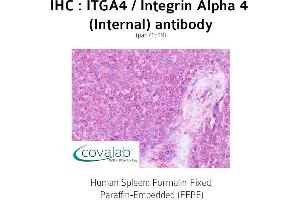 Image no. 1 for anti-Integrin alpha 4 (ITGA4) (Internal Region) antibody (ABIN1736071) (ITGA4 抗体  (Internal Region))