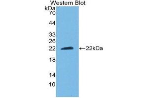 Western Blotting (WB) image for anti-Ciliary Neurotrophic Factor (CNTF) (AA 2-198) antibody (ABIN3209714) (CNTF 抗体  (AA 2-198))