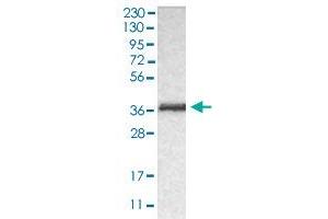 Western blot analysis of human RT-4 cell line with CRKL polyclonal antibody . (CrkL 抗体  (AA 125-301))