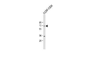 Anti-HS Antibody (Center) at 1:2000 dilution + CCRF-CEM whole cell lysate Lysates/proteins at 20 μg per lane. (HSPA7 抗体  (AA 169-196))