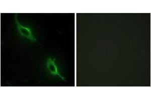 Immunofluorescence analysis of NIH-3T3 cells, using CKMT2 Antibody. (CKMT2 抗体  (AA 231-280))