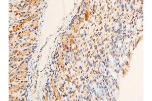 ABIN6267251 at 1/100 staining mouse gastric tissue sections by IHC-P. (CHEK2 抗体  (pThr383))