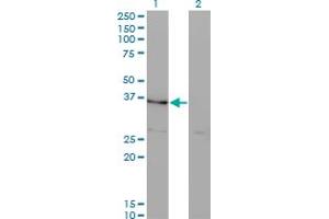 Western Blot analysis of HHEX expression in transfected 293T cell line by HHEX monoclonal antibody (M10), clone 4E9. (HHEX 抗体  (AA 133-237))