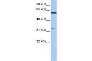 Image no. 1 for anti-Cyclin Dependent Kinase Like 2 (CDKL2) (N-Term) antibody (ABIN6744293) (CDKL2 抗体  (N-Term))