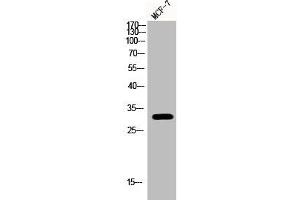 Western Blot analysis of MCF-7 cells using Phospho-RPA p32 (S33) Polyclonal Antibody (RPA2 抗体  (pSer33))