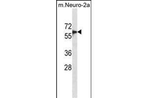 SD6 Antibody (C-term) (ABIN1881817 and ABIN2839043) western blot analysis in mouse Neuro-2a cell line lysates (35 μg/lane).