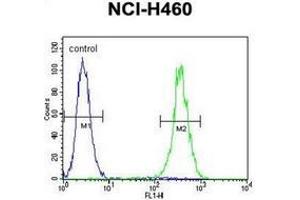 Flow cytometric analysis of NCI-H460 cells using LRRC38 Antibody (C-term) Cat. (LRRC38 抗体  (C-Term))