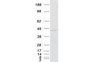 NDUFA9 Protein (Myc-DYKDDDDK Tag)
