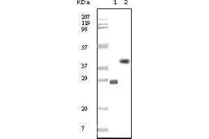 Western Blotting (WB) image for anti-B-Cell CLL/lymphoma 10 (BCL10) antibody (ABIN2464015) (BCL10 抗体)