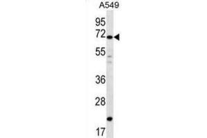 Western Blotting (WB) image for anti-Deleted In Azoospermia 4 (DAZ4) antibody (ABIN2996817) (DAZ4 抗体)