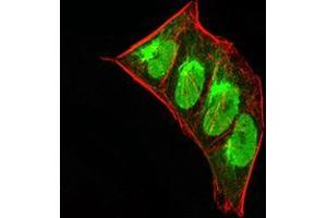 Immunofluorescence analysis of Hela cells using CBX5 mouse mAb (green). (CBX5 抗体  (AA 1-191))