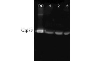 Western blot analysis of Human, Dog, Mouse Cell line lysates showing detection of GRP78 protein using Rabbit Anti-GRP78 Polyclonal Antibody . (GRP78 抗体  (FITC))