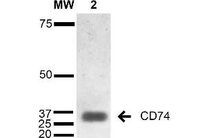 Western Blot analysis of Human Lymphoblastoid cell line (Raji) showing detection of 33-35 kDa CD74 protein using Mouse Anti-CD74 Monoclonal Antibody, Clone 1B8 . (CD74 抗体  (Biotin))