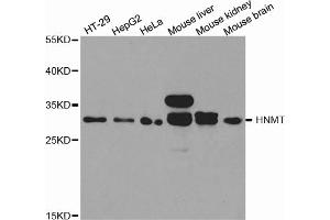 Western blot analysis of extracts of various cell lines, using HNMT antibody. (HNMT 抗体)