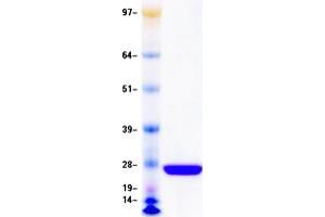 Validation with Western Blot