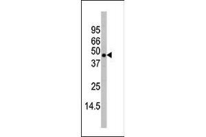 Western blot analysis of anti-P38beta Antibody (C-term) (ABIN391730 and ABIN2837972) in mouse heart tissue lysates (35 μg/lane). (MAPK11 抗体  (C-Term))