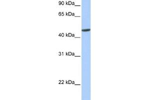 WB Suggested Anti-hCG_20426 Antibody Titration:  0. (ANKRD65 抗体  (N-Term))