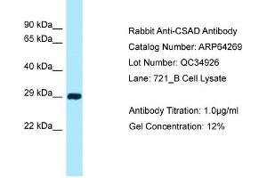 Western Blotting (WB) image for anti-Cysteine Sulfinic Acid Decarboxylase (CSAD) (N-Term) antibody (ABIN2789784) (CSAD 抗体  (N-Term))