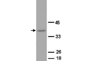 Western Blot analysis of OPCML expression from rat brain tissue lyate with OPCML polyclonal antibody . (OPCML 抗体  (C-Term))