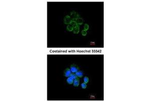 Immunofluorescence (IF) image for anti-Citrate Synthase (CS) antibody (ABIN2856769)