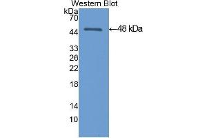 Western Blotting (WB) image for anti-Enolase, Muscle Specific (MSE) (AA 3-434) antibody (ABIN1077985) (MSE 抗体  (AA 3-434))