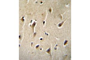 DCK Antibody (C-term) B immunohistochemistry analysis in formalin fixed and paraffin embedded human brain tissue followed by peroxidase conjugation of the secondary antibody and DAB staining. (DCK 抗体  (C-Term))