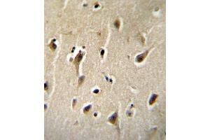 DCK Antibody (C-term) B immunohistochemistry analysis in formalin fixed and paraffin embedded human brain tissue followed by peroxidase conjugation of the secondary antibody and DAB staining. (DCK 抗体  (C-Term))