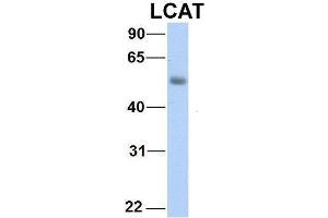Western Blotting (WB) image for anti-Lecithin-Cholesterol Acyltransferase (LCAT) (C-Term) antibody (ABIN2776942)