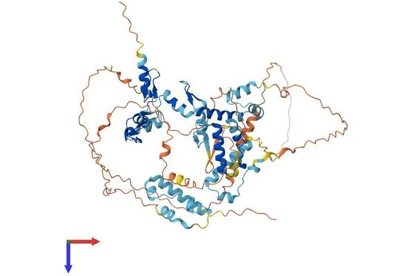 ZNF274 Protein (AA 1-653) (His tag)