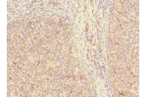Immunohistochemistry of paraffin-embedded human tonsil tissue using ABIN7169499 at dilution of 1:100