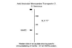 Western blot of Vesicular Monoamine Transporter 2 C-terminus VMAT2 Antibody Western Blot of Sheep anti-Vesicular Monoamine Transporter 2 C-terminus antibody. (SLC18A2 抗体  (C-Term))