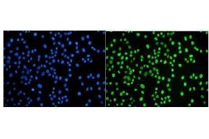 IF analysis of JUNB using anti-JUNB antibody (ABIN7603223). (JunB 抗体  (N-Term))