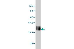 Western Blotting (WB) image for anti-Gap Junction Protein, alpha 1, 43kDa (GJA1) (AA 261-361) antibody (ABIN561043)
