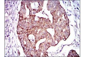 Immunohistochemistry (IHC) image for anti-phosphodiesterase 1B, Calmodulin-Dependent (PDE1B) (AA 370-536) antibody (ABIN1845414) (PDE1B 抗体  (AA 370-536))