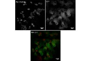 Immunofluorescence (IF) image for anti-Asense (C-Term) antibody (ABIN7272995) (Asense (C-Term) 抗体)
