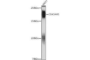 Western blot analysis of extracts of MCF7 cells, using CE antibody (ABIN7266084) at 1:1000 dilution. (CEACAM5 抗体)