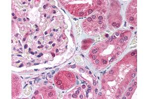 Anti-E2F3 antibody IHC of human kidney. (E2F3 抗体  (C-Term))