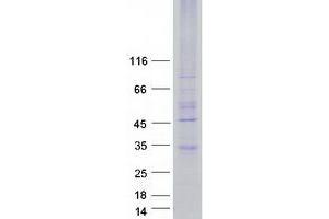 Western Blotting (WB) image for MAS-Related GPR, Member E (MRGPRE) protein (Myc-DYKDDDDK Tag) (ABIN2722187)
