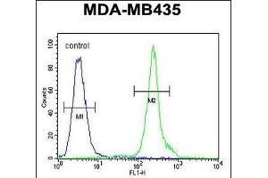 ZBBX Antibody (N-term) (ABIN654386 and ABIN2844132) flow cytometric analysis of MDA-M cells (right histogram) compared to a negative control cell (left histogram). (ZBBX 抗体  (N-Term))