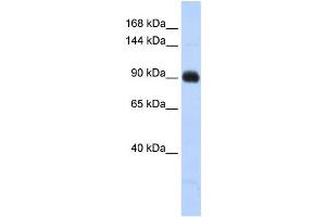 Western Blotting (WB) image for anti-Matrilin 2 (MATN2) antibody (ABIN2459990) (MATN2 抗体)