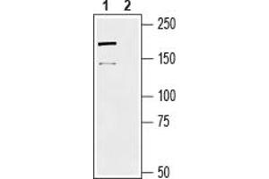 Western blot analysis of rat DRG lysate:1.