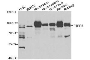 Western blot analysis of extracts of various cell lines, using PTPRE antibody. (PTPRE 抗体  (AA 20-200))