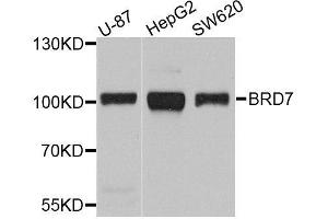 Western blot analysis of extracts of various cell lines, using BRD7 antibody. (BRD7 抗体  (AA 1-95))