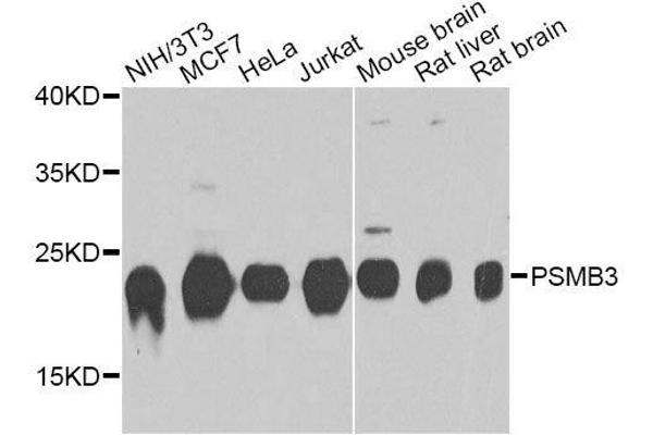 PSMB3 抗体  (AA 1-205)