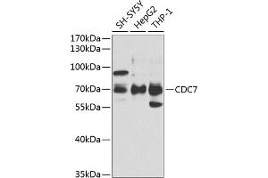 Western blot analysis of extracts of various cell lines, using CDC7 antibody (ABIN6131560, ABIN6138267, ABIN6138268 and ABIN6221407) at 1:1000 dilution. (CDC7 抗体  (AA 275-574))