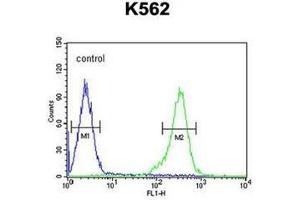 Flow cytometric analysis of K562 cells using RBM43 antibody (N-term) Cat. (RBM43 抗体  (N-Term))