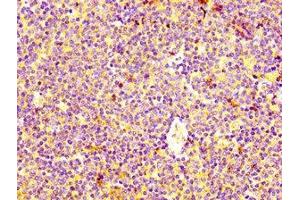 IHC image of ABIN7155241 diluted at 1:400 and staining in paraffin-embedded human lymph node tissue performed on a Leica BondTM system. (HRH4 抗体  (AA 204-292))